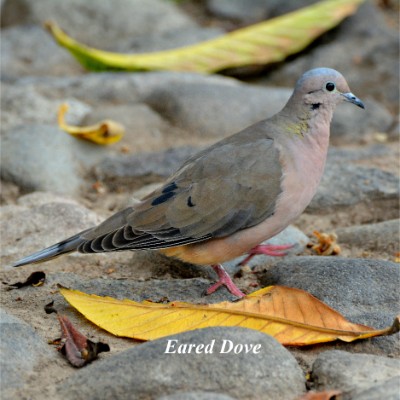 Eared Dove